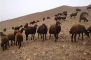 فروش دام گوشتی با قیمت زیر ۱۳ هزار تومان توجیه ندارد