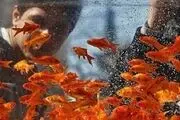  ماهی قرمز عید را به شهرداری و محیط زیست تحویل دهید
