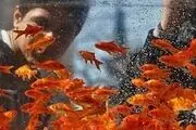  ماهی قرمز عید را به شهرداری و محیط زیست تحویل دهید