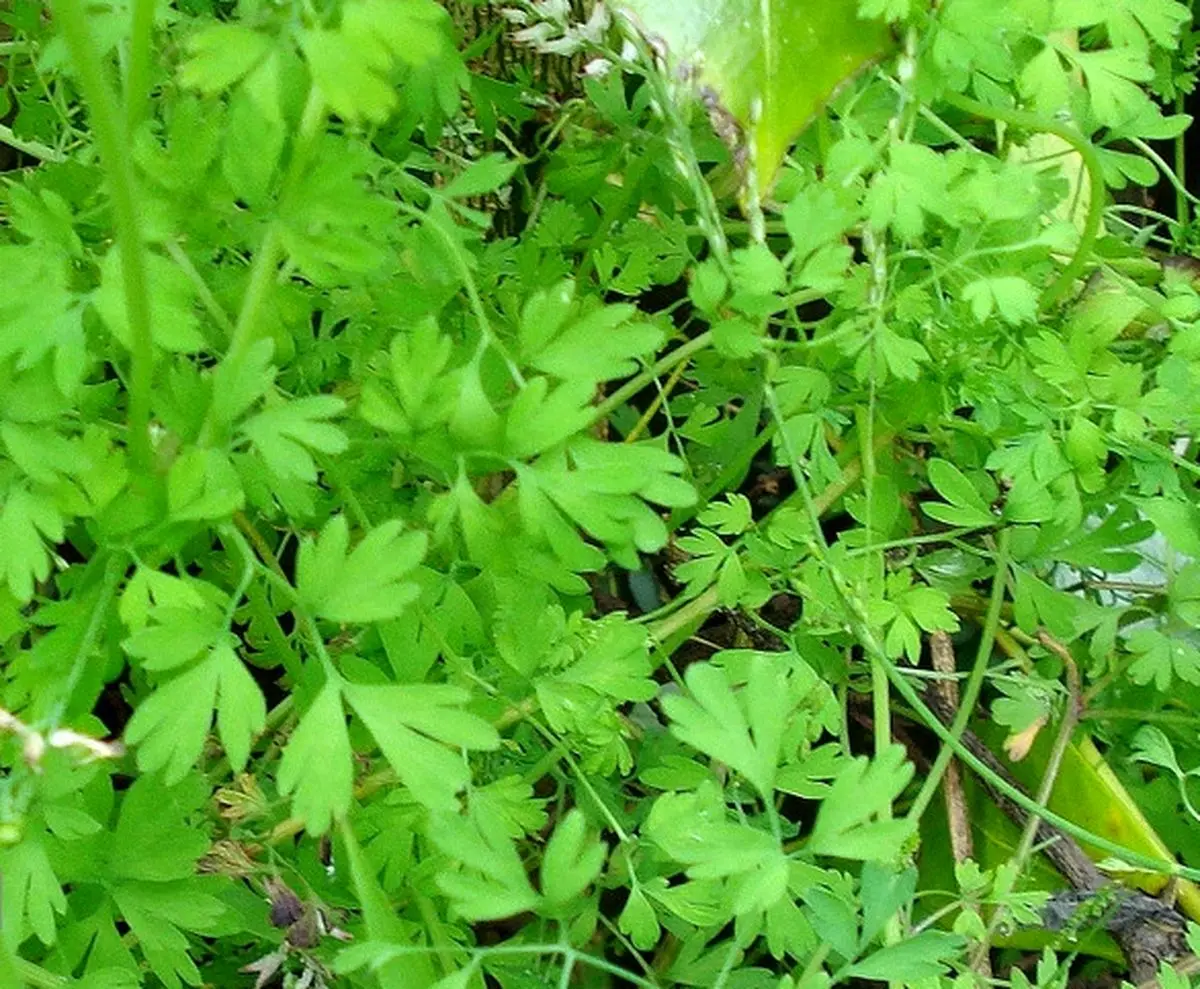 با خواص گیاه شاه تره آشنا شوید