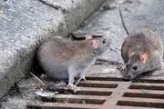 پشت پرده علت افزایش موش‌ها در پایتخت