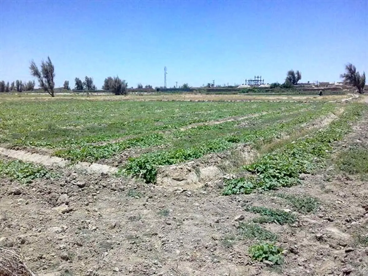 نارضایتی کشاورزان نیمروز از بی آبی