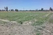 نارضایتی کشاورزان نیمروز از بی آبی