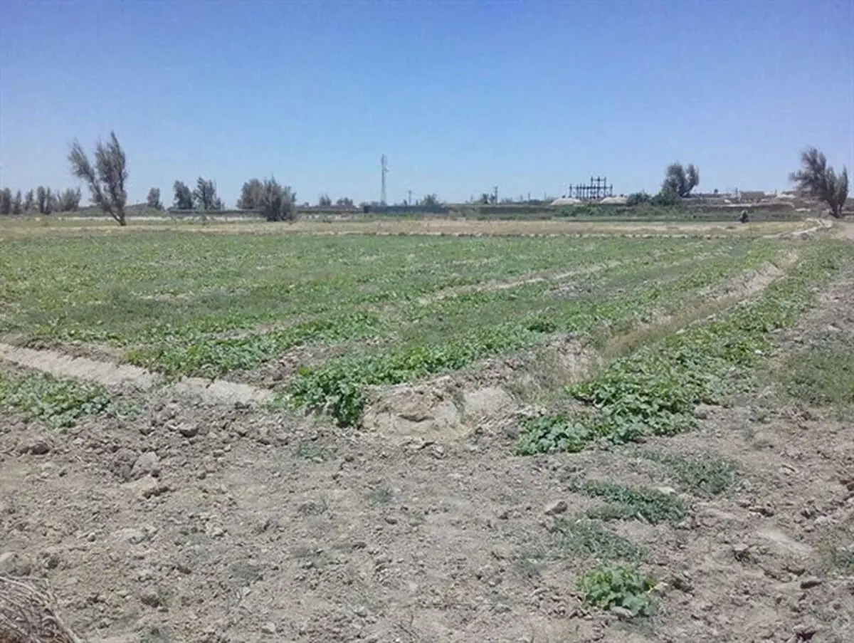 نارضایتی کشاورزان نیمروز از بی آبی
