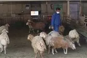  استقرار ۲۵ جایگاه در سطح شهر تهران جهت عرضه دام زنده