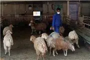 ۶۰۰ هزار گوسفند در راه ایران
