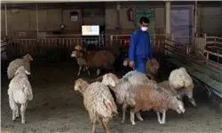 قیمت گوسفند زنده در جایگاه عرضه بهداشتی دام زنده