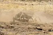 قاتل، مقتول و تماشاچی در یک قاب/ عکس