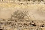 قاتل، مقتول و تماشاچی در یک قاب/ عکس