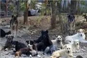 
تطهیر غرب در بی‌بی‌سی با سگ و گربه
