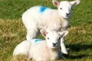 	طرح اصلاح نژاد گوسفند «افشاری» در ایجرود اجرا می‌شود