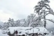 رکوردزنی عجیب جوان مازندرانی/ عکس