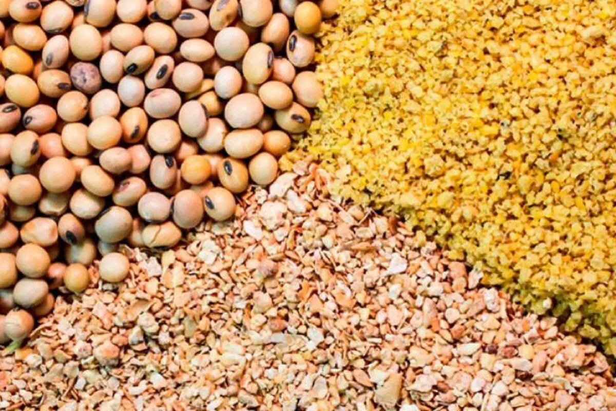بازار سیاه نهاده‌های دامی همچنان داغ است