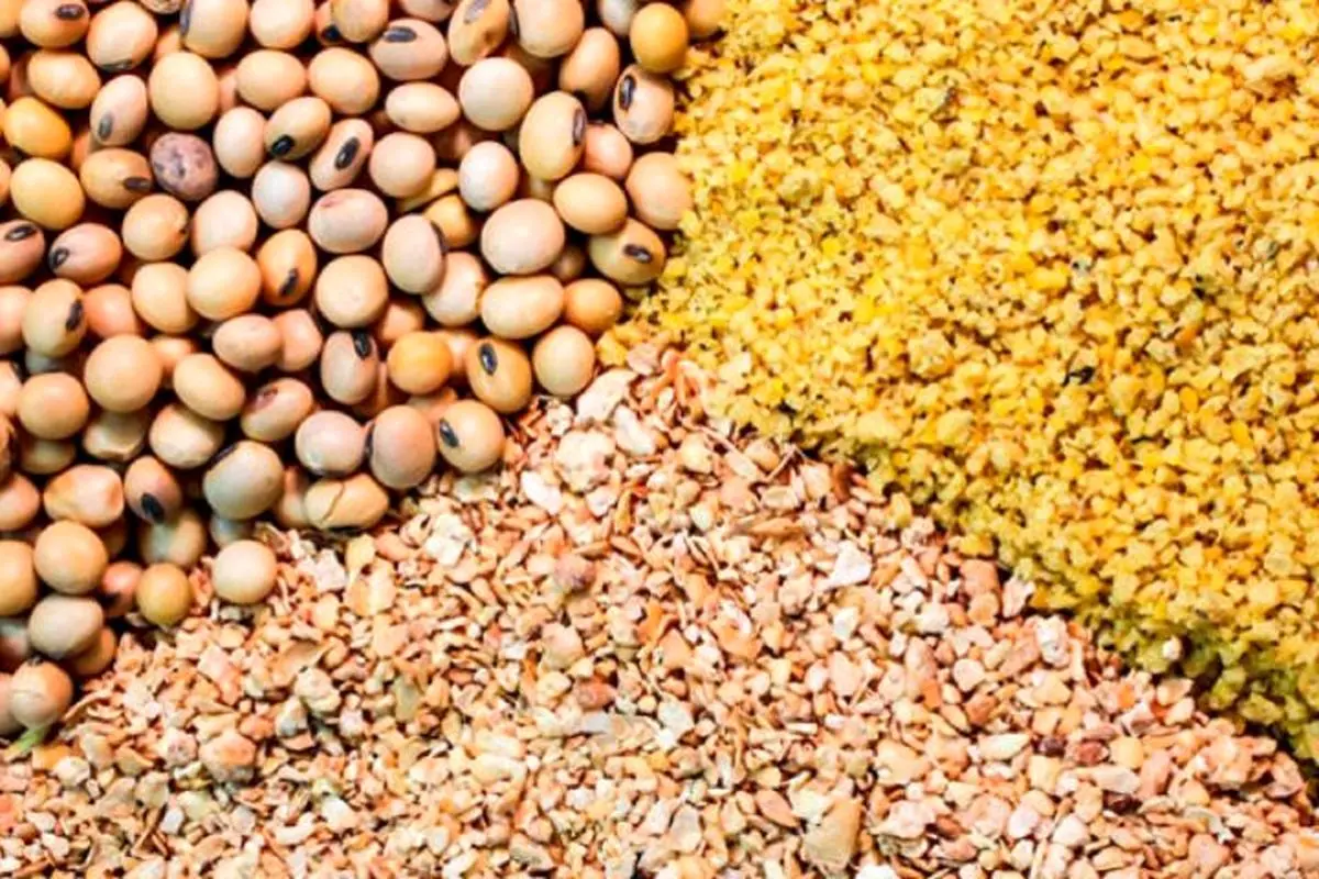 ۴۶۰ میلیون دلار برای واردات کنجاله سویا اختصاص یافت