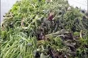 در مصرف گیاهان بهاری احتیاط کنید
