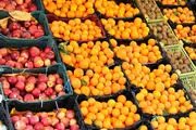 ممنوع شدن صادرات سیب و پرتقال تا بعد از عید 