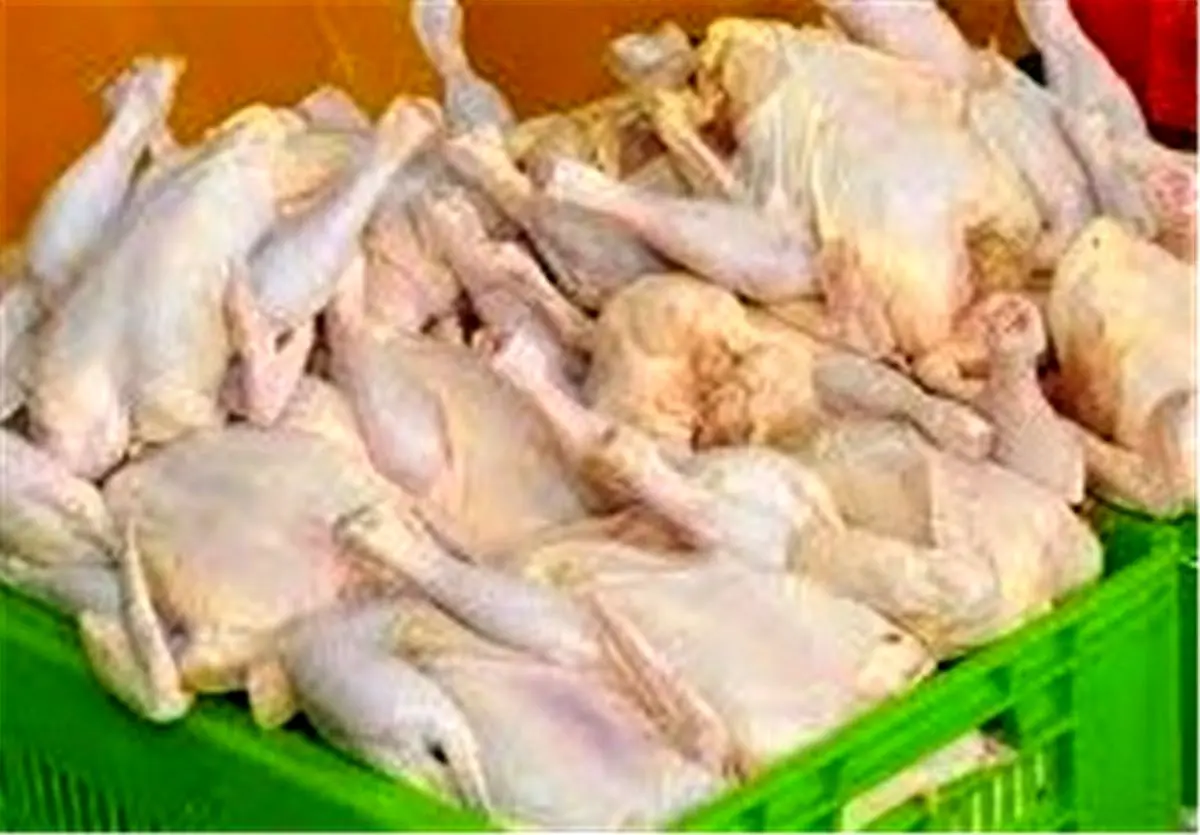 ۱۱ درصد گوشت سفید کشور در استان مازندران تولید میشود
