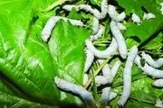 حال و روز نوغانداری در کاشان اصلا خوب نیست