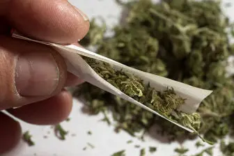 ۱۳ درصد معتادان کشور مخدر گل مصرف می‌کنند