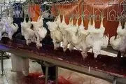 این قسمت از مرغ را هرگز نخورید