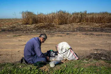 برداشت نیشکر؛ از نی تا شکر