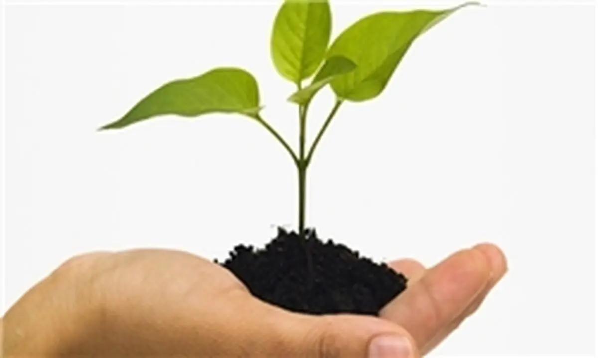 علت کوچکی گیاهان خانگی را اینجا بخوانید
