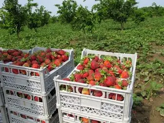 گزارش افکارنیوز از دلالی پر سود در بازار توت فرنگی