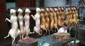پایان سگ خوری در چین+عکس