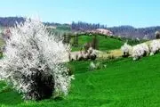 طبیعت زیبای چهار فصل هزارجریب نکا به روایت تصاویر