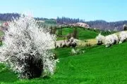 طبیعت زیبای چهار فصل هزارجریب نکا به روایت تصاویر