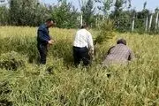 محدویت مشروط کشت برنج در مازندران