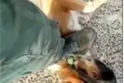 ۷۴ ضربه شلاق برای سگکشی