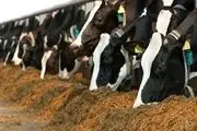 محکومیت 3 واحد دامداری آلاینده
