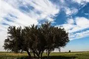  طبیعت ایذه؛ بهشت خوزستان/ گزارش تصویری