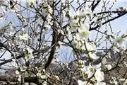 ضرورت مدیریت باغی در تثبیت گل‌دهی