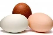 چند نکته مهم در مورد تخم مرغ