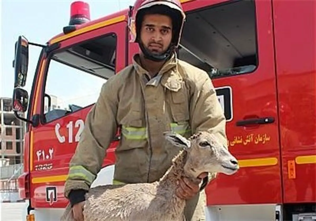 آهوی سرگردان در داخل کانال آب