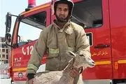 آهوی سرگردان در داخل کانال آب