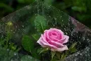  بازار فروش گل و گیاه در روزهای پایانی سال/ گزارش تصویری