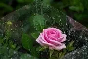  بازار فروش گل و گیاه در روزهای پایانی سال/ گزارش تصویری