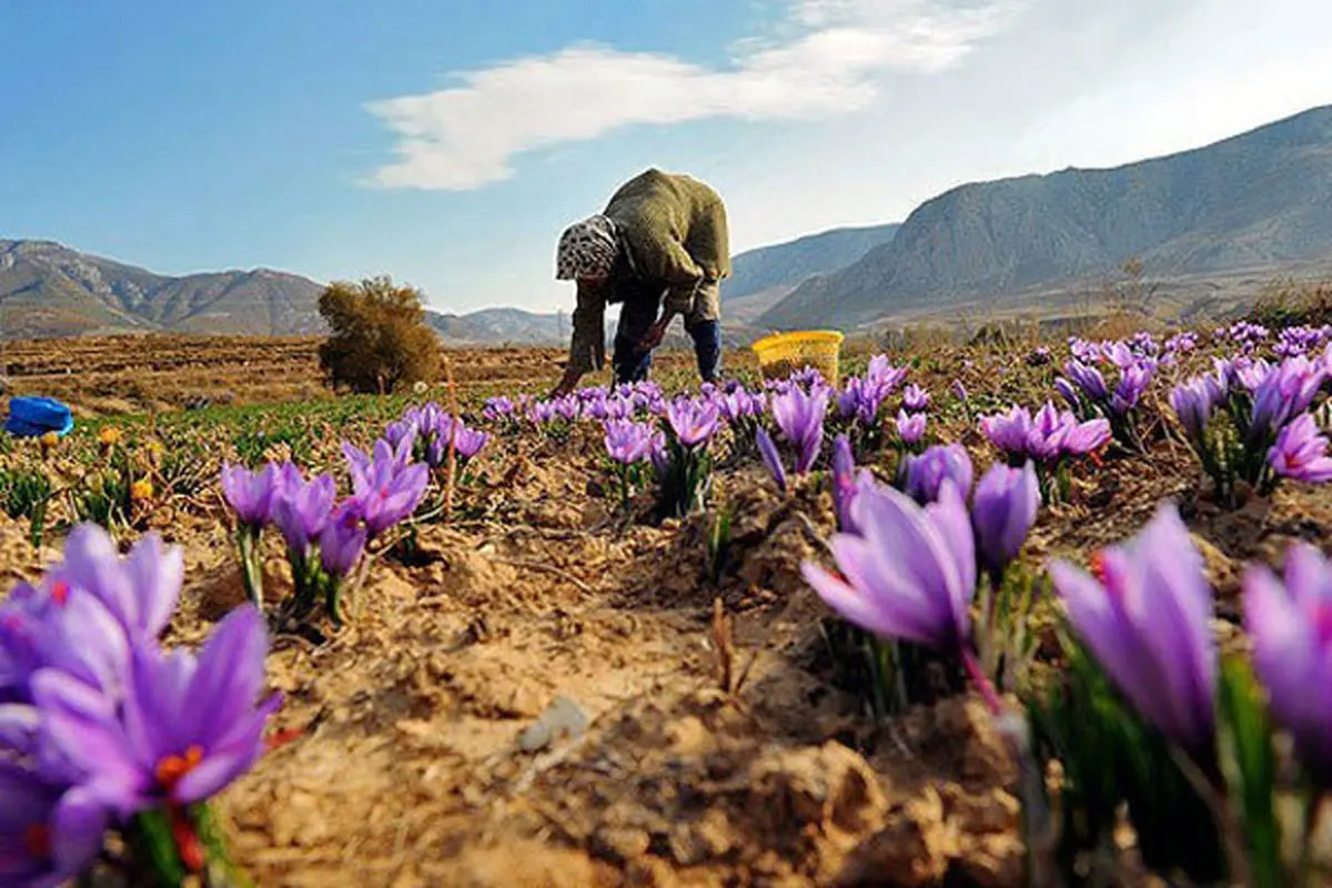 روزگار سیاه طلای سرخ