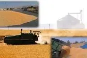 خسارت آفت بی اعتباری بر خوشه های زرین کردستان