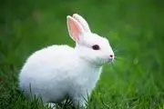 Rabbit - Taken Antibodies to Improve Leukemia