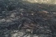 زحمت کشاورز رودباری به خاکستر تبدیل شد/تصاویر