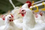 عرضه مرغ با نرخ بالای ۲۵ هزار تومان گرانفروشی است