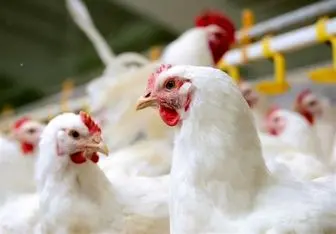تولید روزانه ۷۵۰۰ تن مرغ در کشور