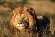  تسلیم شدن سلطان/ عکس