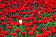 جشنواره لاله‌های کرج /گزارش تصویری