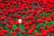 جشنواره لاله‌های کرج /گزارش تصویری