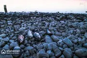  قاتل ماهیان پرورشی چیست؟/ عکس